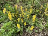 Corydalis speciosa