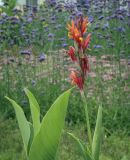 Canna indica. Верхушка цветущего растения. Москва, ВДНХ, клумба, в культуре. 15.09.2022.