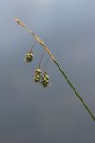 Carex paupercula. Верхушка побега с отцветшими соцветиями. Мурманская обл., Кольский р-н, ур. Могильный Ров, верхняя часть склона ущелья, берёзовая лишайниково-кустарничковая лесотундра, замшелый каменистый берег озерка. 29.07.2022.