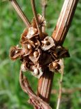 Rumex pamiricus