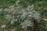 Cirsium argillosum. Цветущее растение. Дагестан, Гунибский р-н, с. Гамсутль, ≈ 1400 м н.у.м., каменистый участок лугового склона. 29.07.2022.