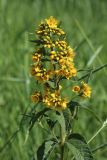 Lysimachia vulgaris. Верхушка цветущего растения. Беларусь, Витебская обл., дер. Сурмино, берег озера, суходольный луг на песке. 24.06.2023.