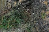 Petrorhagia saxifraga. Цветущие растения. Грузия, г. Тбилиси, на скале. 10.06.2023.