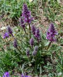 Pedicularis violascens. Цветущее растение. Киргизия, Ошская обл., Памир, Заалайский хр., гребень пика Петровского, ≈ 4000 м н.у.м., альпийский луг. 05.07.2022.