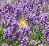 Lavandula angustifolia. Верхушки побегов с соцветиями и сидящей на них Бархатницей волоокой Maniola jurtina (Linnaeus, 1758). Черноморское побережье Кавказа, Новороссийск, в культуре. 12 июня 2009 г.