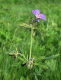 Geranium sylvaticum. Верхушка цветущего растения. Окрестности Смоленска, низина между холмами. 27.05.2011.