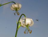 Lilium pilosiusculum разновидность alboviridiflorum