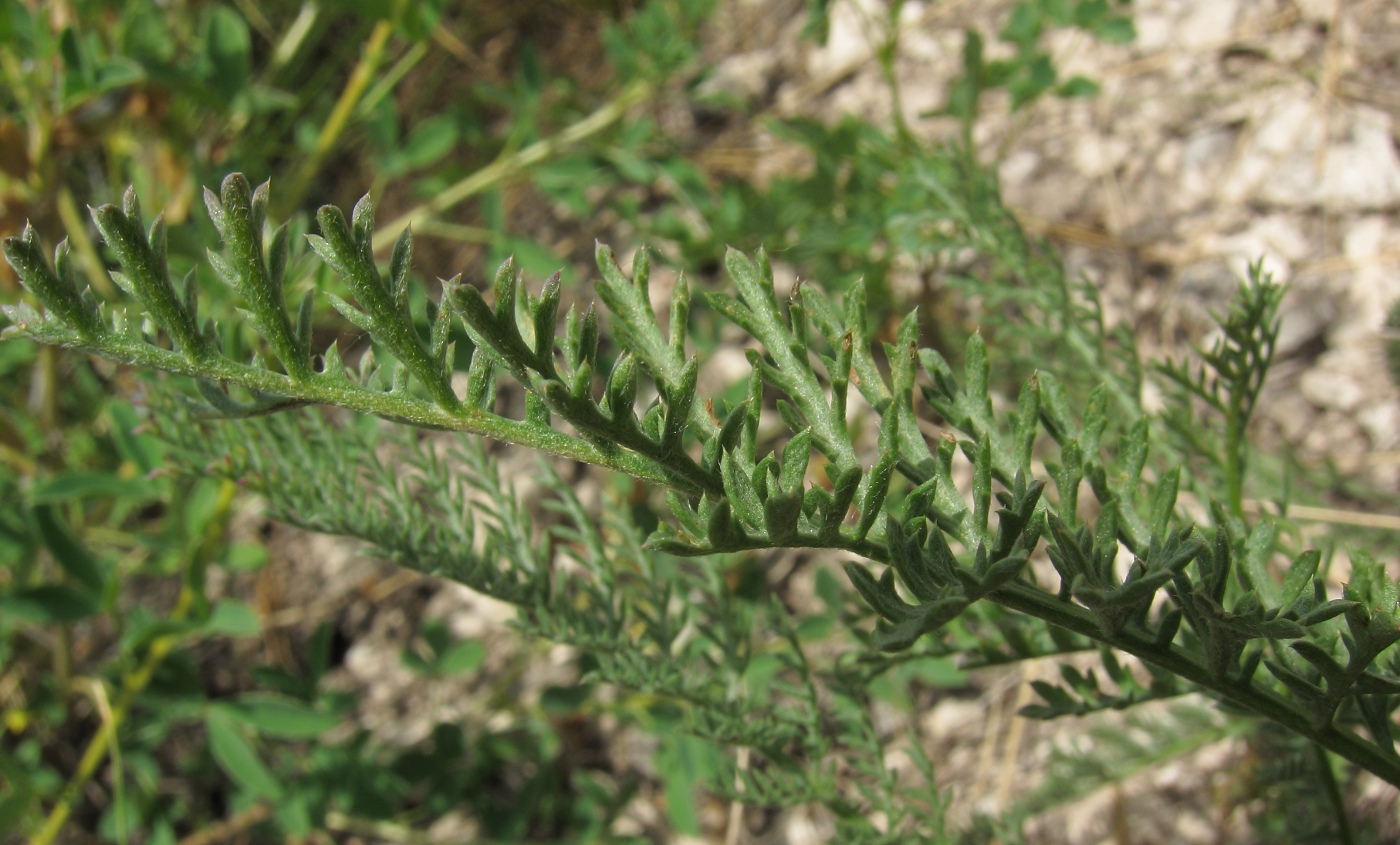 Image of Tanacetum sclerophyllum specimen.