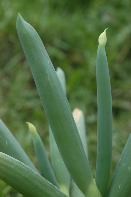 Изображение особи Allium altaicum.