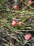 Ephedra distachya