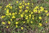 Draba sibirica