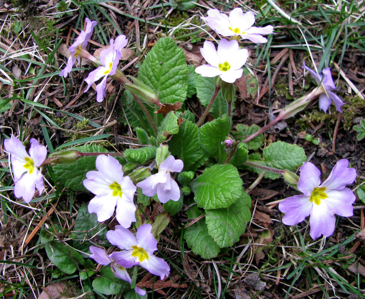 Изображение особи Primula vulgaris.