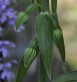 Epipactis подвид degenii