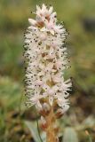 Orostachys thyrsiflora