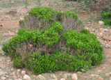 Buxus hildebrandtii