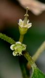 Euphorbia graminea