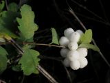 Symphoricarpos variety laevigatus