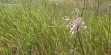 Allium paniculatum