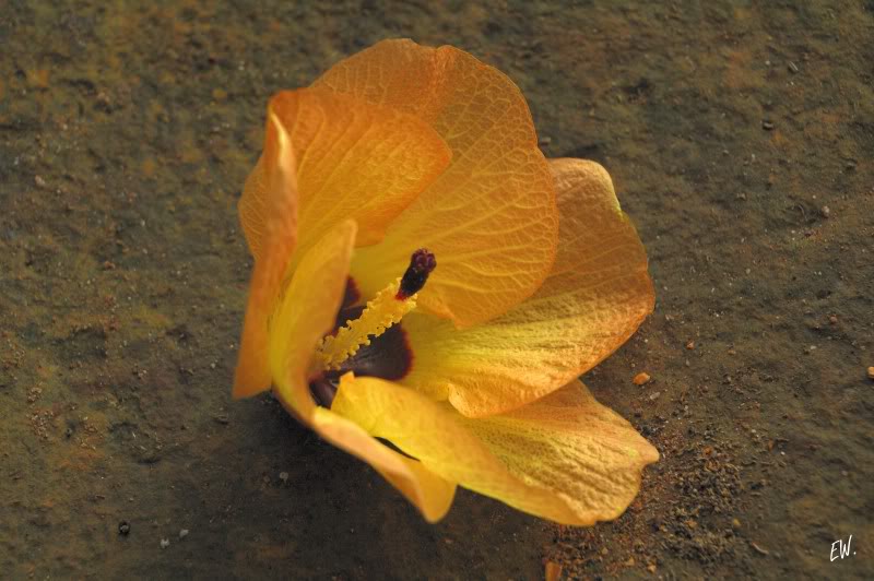 Изображение особи Hibiscus tiliaceus.