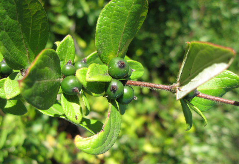 Изображение особи Lonicera japonica.