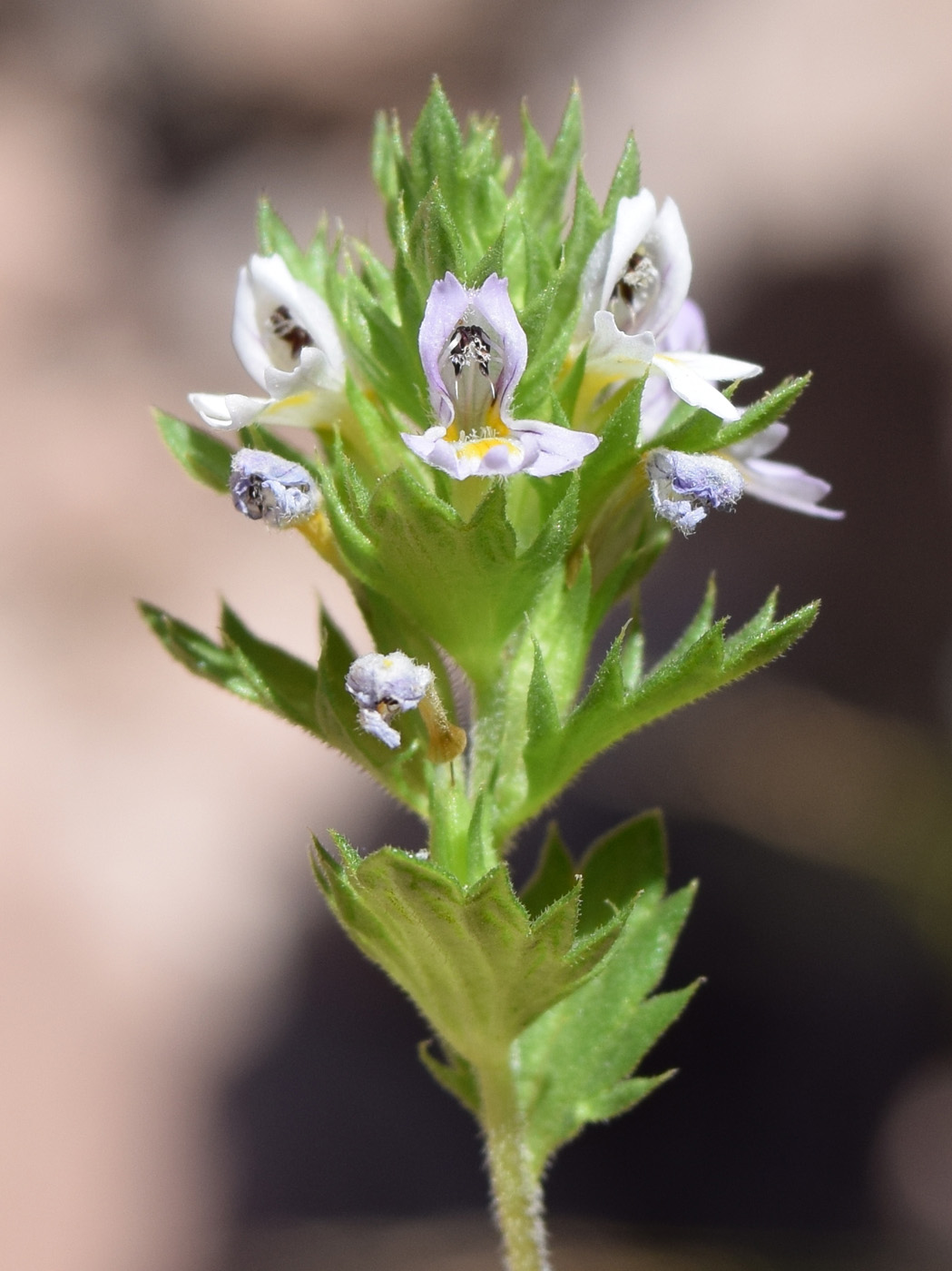 Изображение особи Euphrasia regelii.