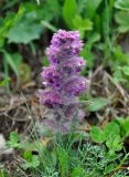 Ajuga orientalis