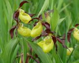 Cypripedium calceolus. Цветки и листья. Иркутская обл., Иркутский р-н, близ устья р. Иркут. 30.05.2015.