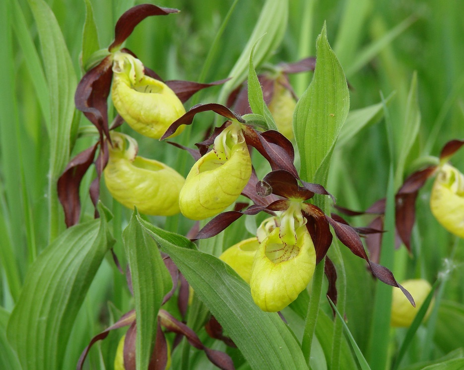 Изображение особи Cypripedium calceolus.