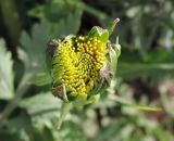 Taraxacum officinale