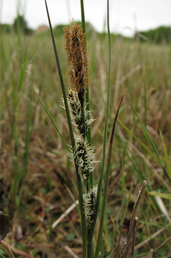 Изображение особи Carex trinervis.