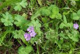 Geranium pyrenaicum