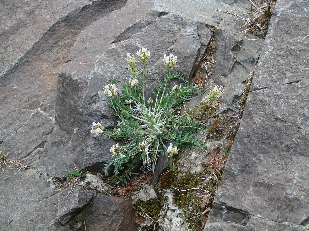 Изображение особи Oxytropis strobilacea.