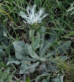 Centaurea pindicola