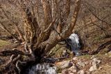 Betula tianschanica. Нижняя часть ствола с частью вымытых из земли корней. Кыргызстан, река Кекемерен выше пос. Кызыл-Ой, русло небольшого правого притока. 4 мая 2015 г.