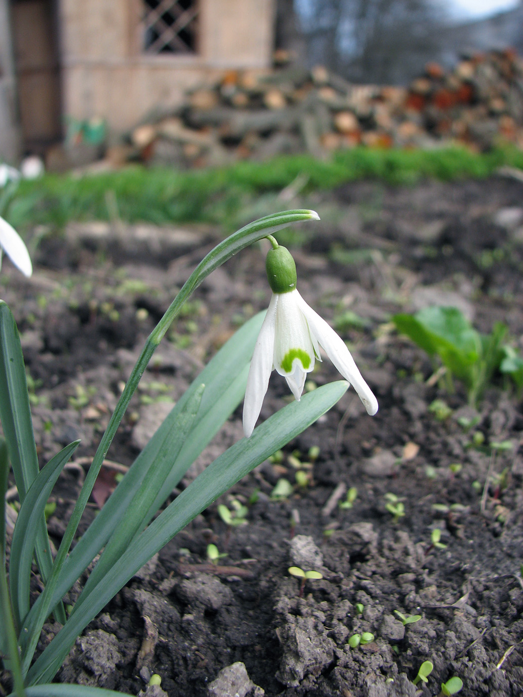 Image of Galanthus nivalis specimen.