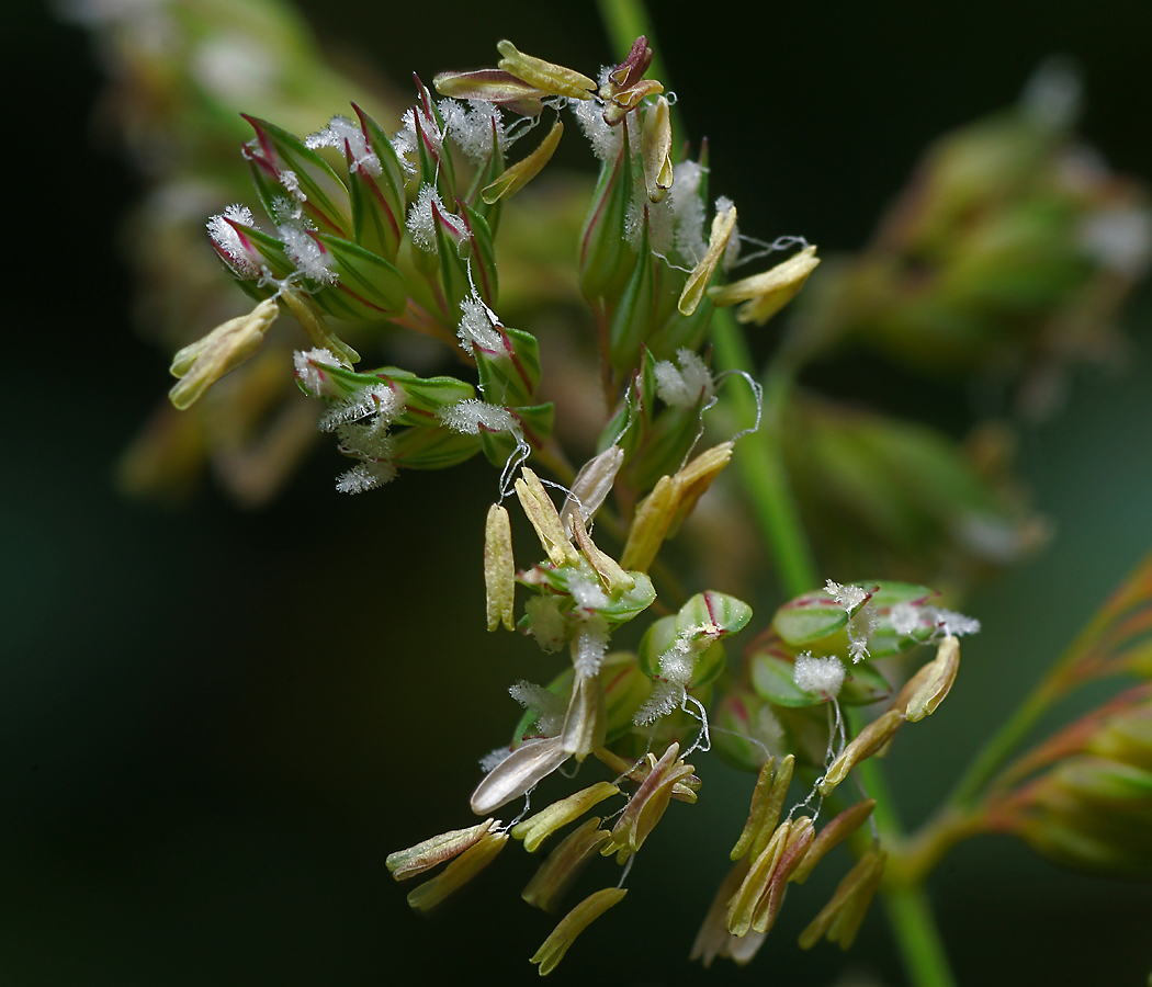 Изображение особи Phalaroides arundinacea.