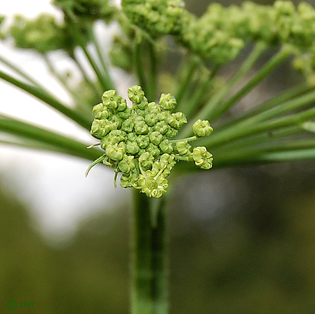 Изображение особи Heracleum sibiricum.