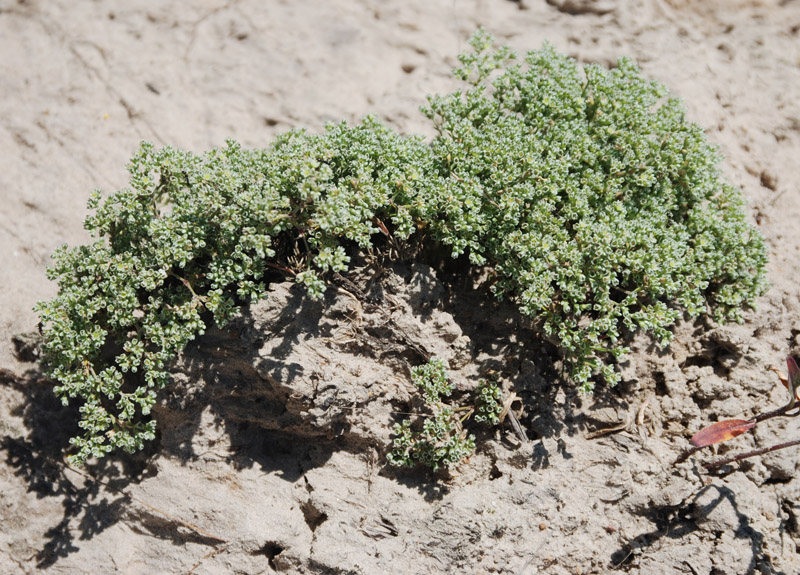 Изображение особи Scleranthus perennis.