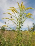 Solidago canadensis. Верхняя часть цветущего растения (инвазионная популяция) в разнотравно-злаковом сообществе. Украина, г. Луганск, балка Калмыцкий яр, днище. 29.08.2017.