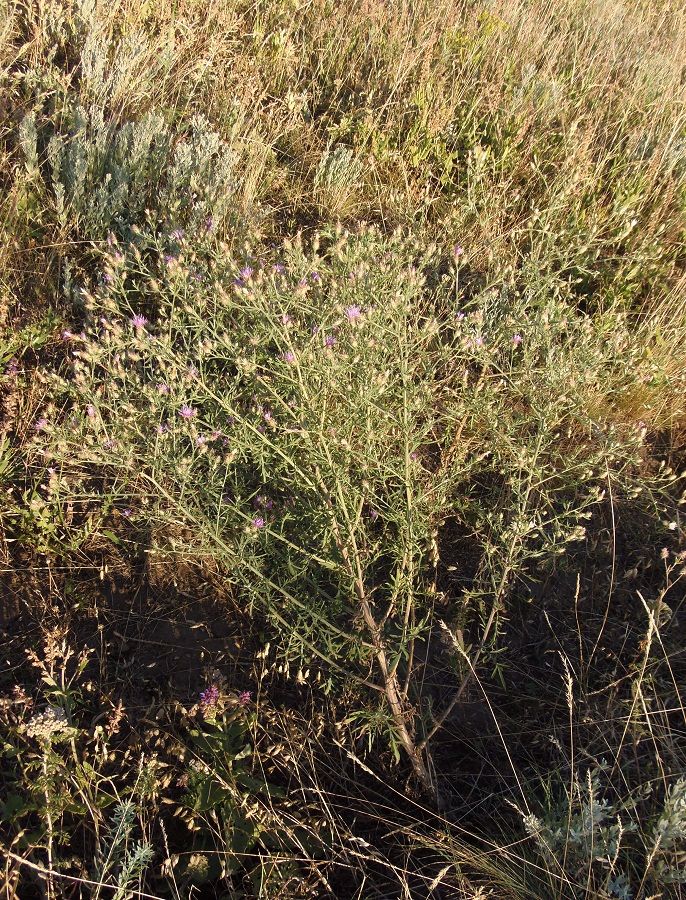 Изображение особи Centaurea diffusa.