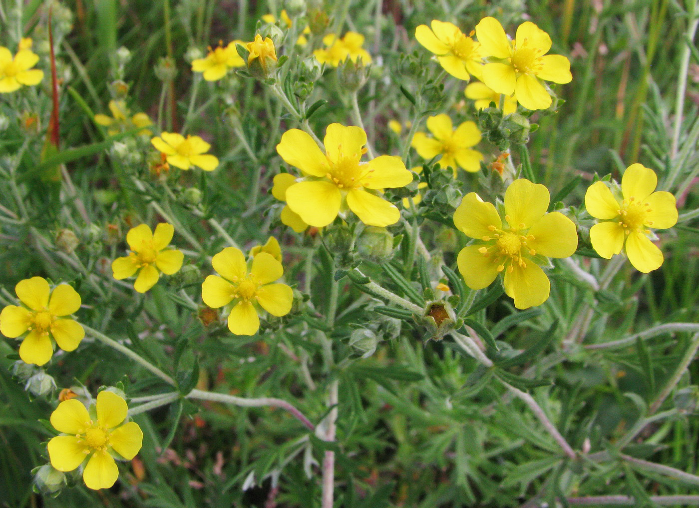 Изображение особи Potentilla argentea.