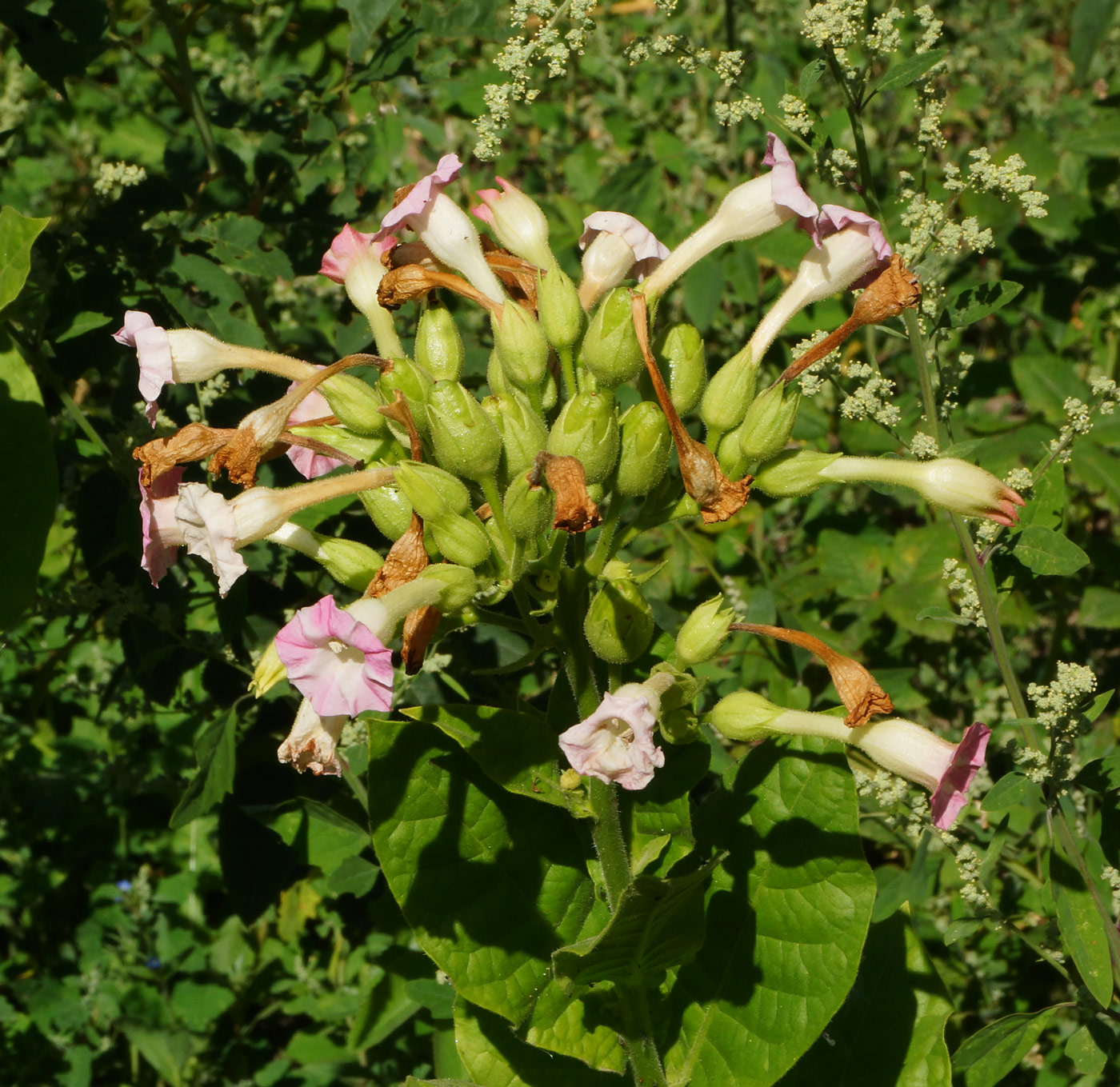 Изображение особи Nicotiana tabacum.