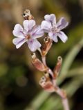 Limonium roridum. Цветки. Греция, о-в Крит, ном Ханья (Νομός Χανίων), дим Ханья (Δήμος Χανίων), полуостров Акротири (Ακρωτήρι), скалистый берег Эгейского моря. 30 июня 2017 г.