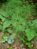 Equisetum pratense