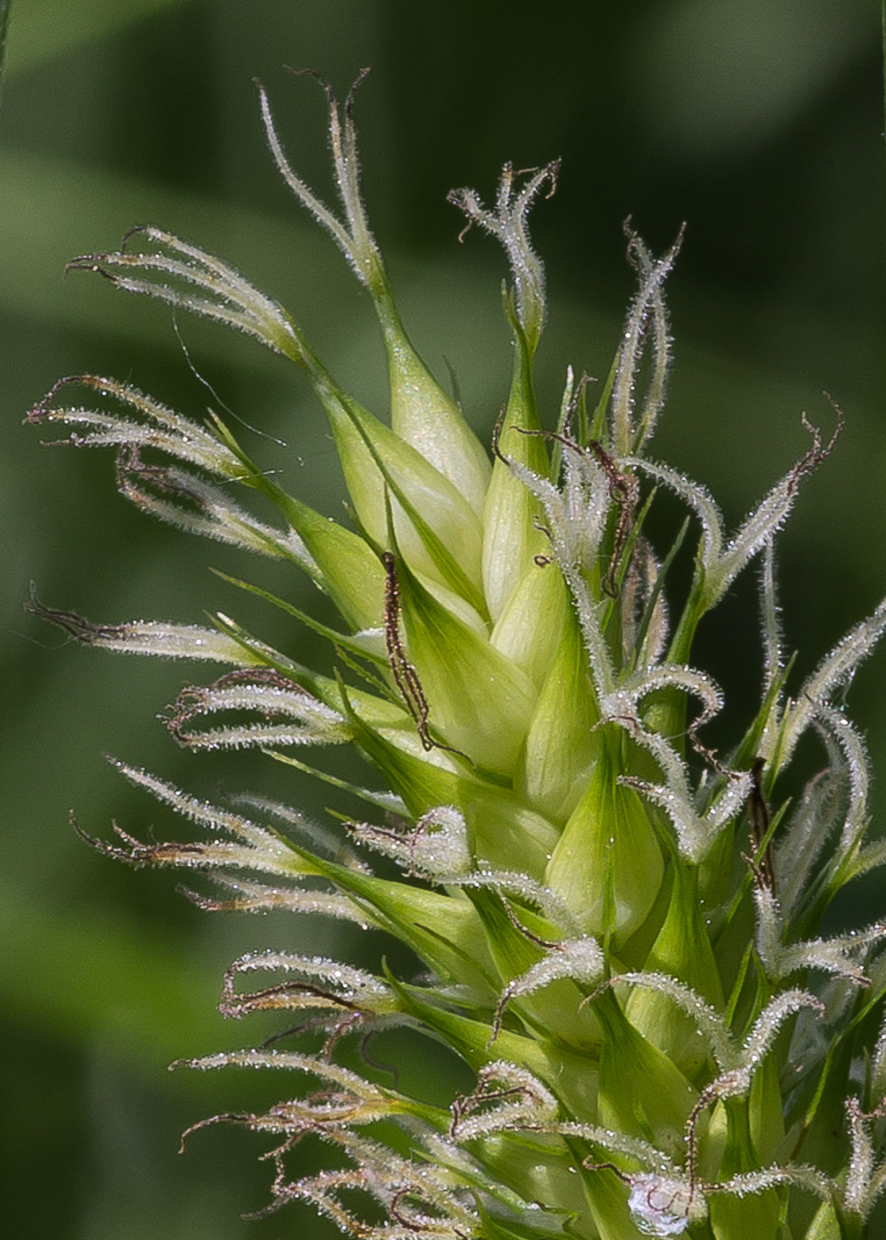 Изображение особи Carex vesicaria.