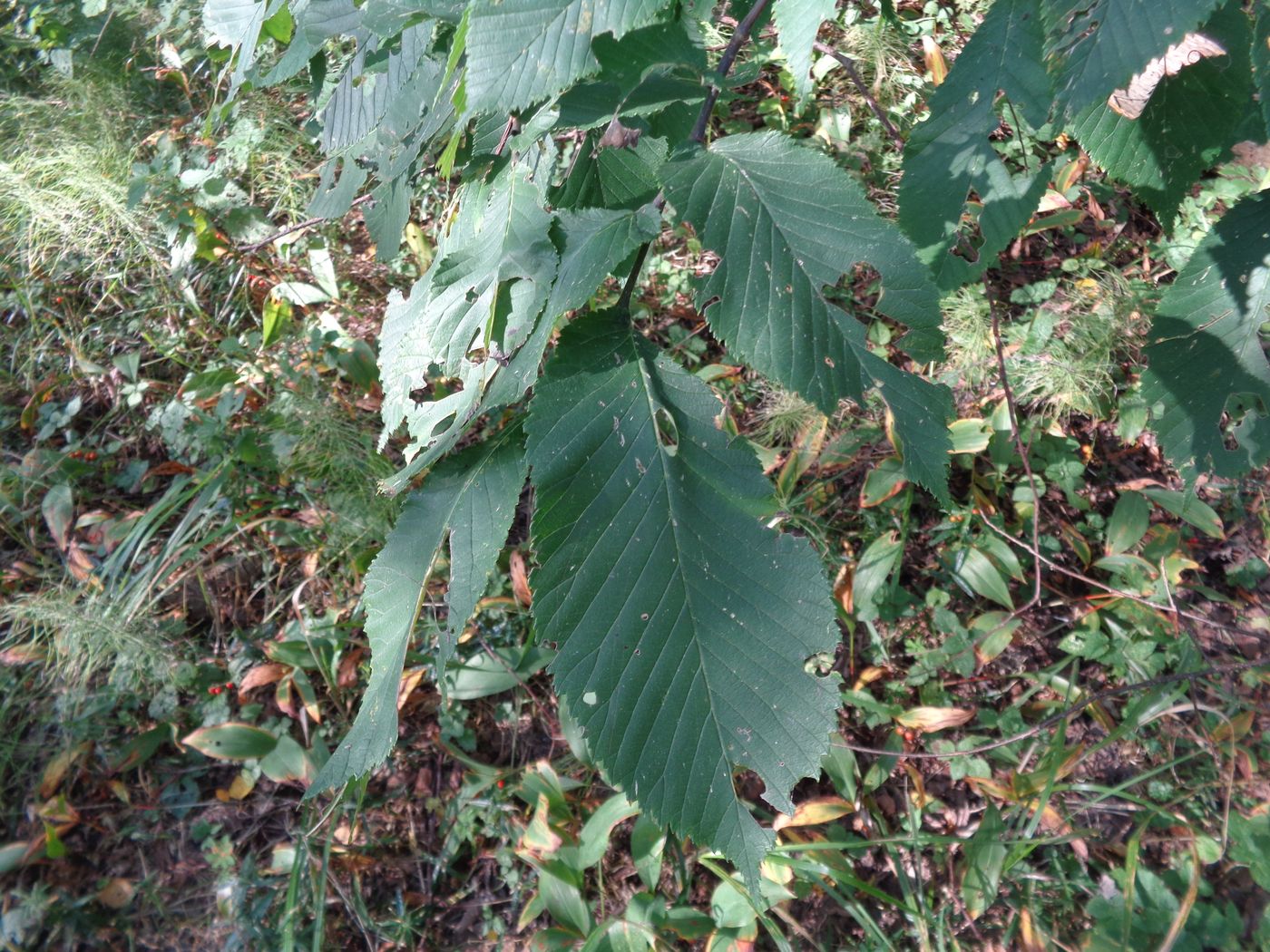 Изображение особи Ulmus glabra.