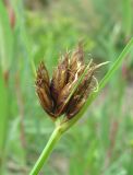 Bolboschoenus maritimus