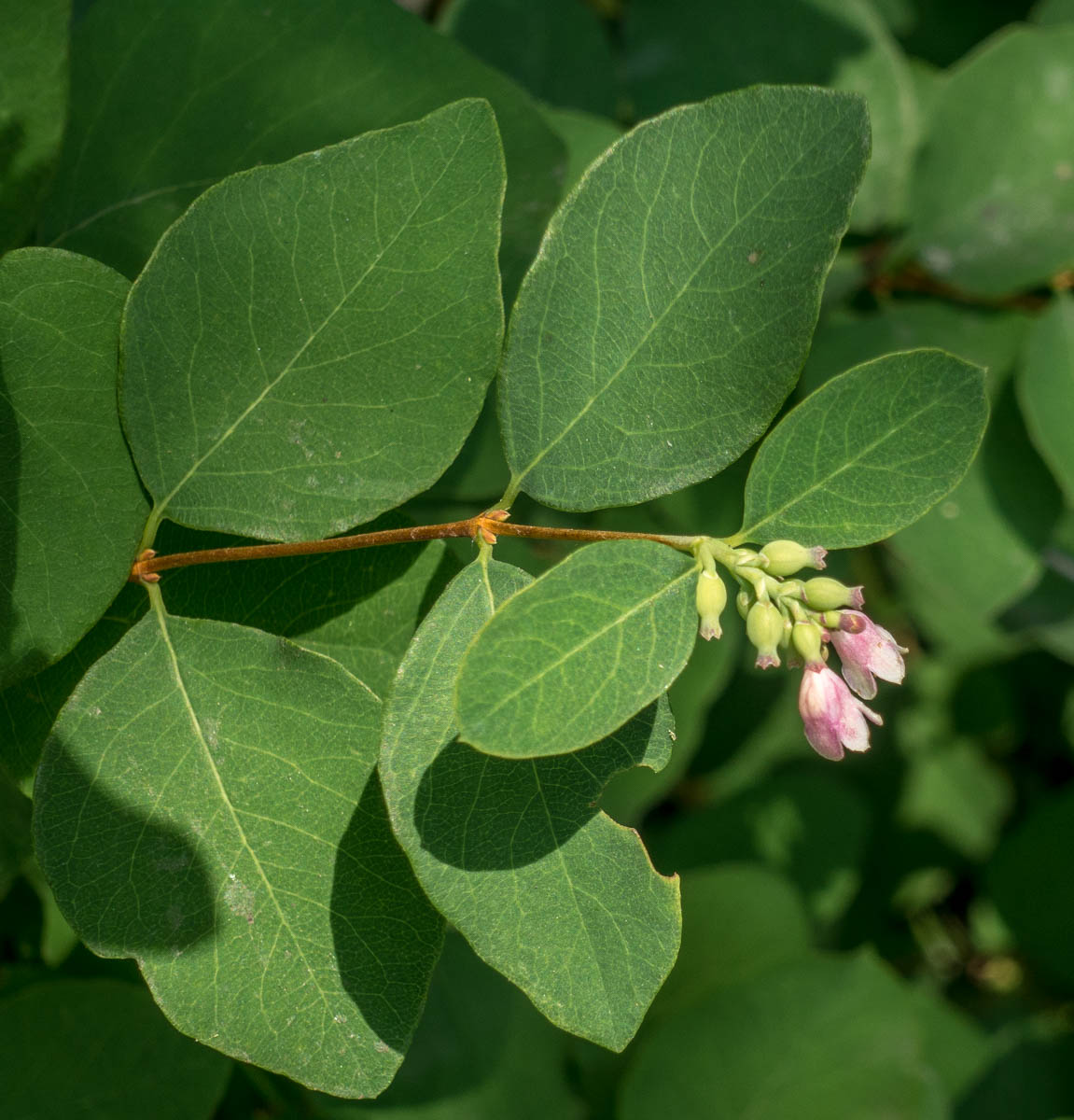 Изображение особи Symphoricarpos albus var. laevigatus.