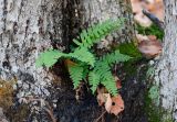 Polypodium sibiricum