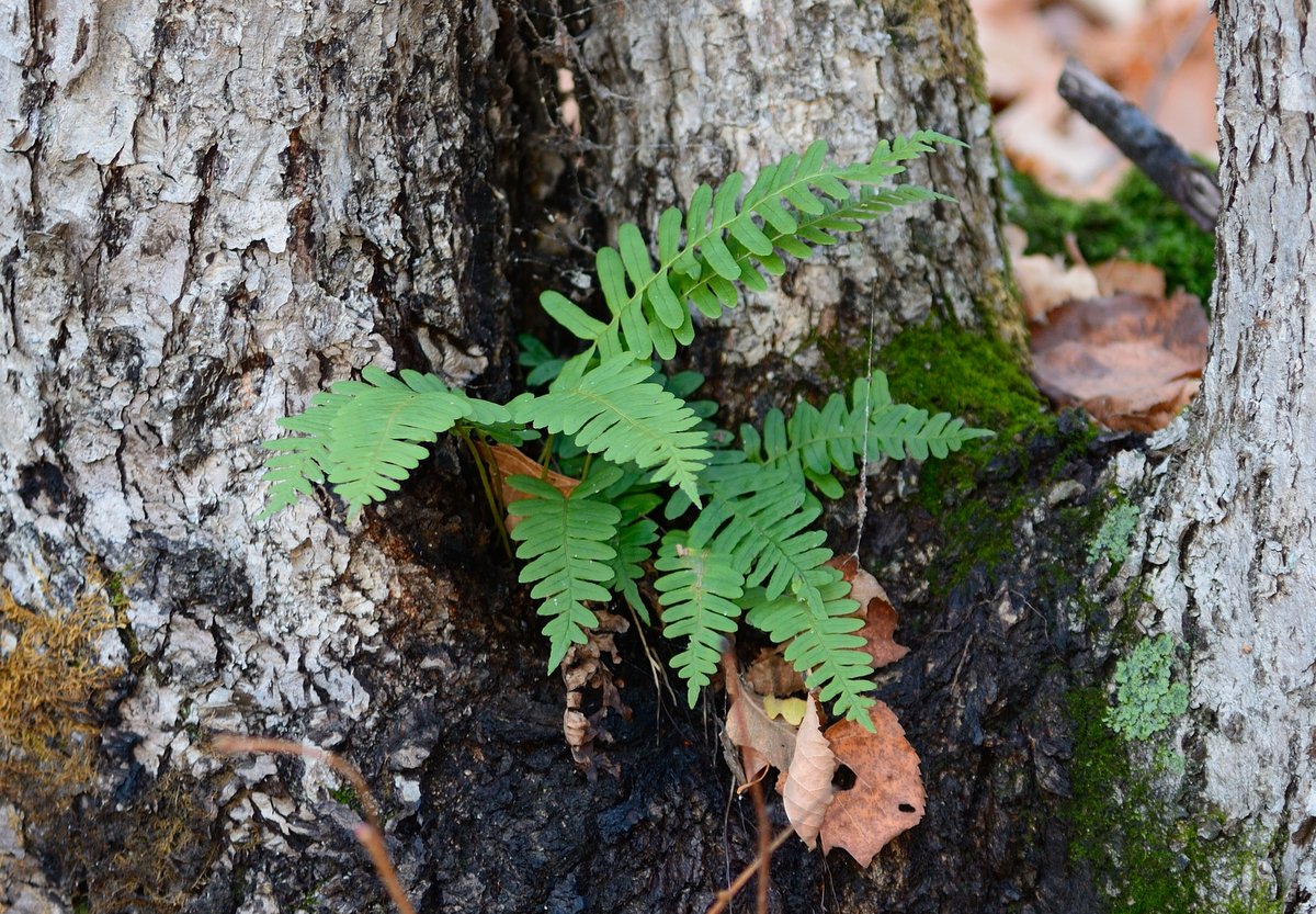 Изображение особи Polypodium sibiricum.